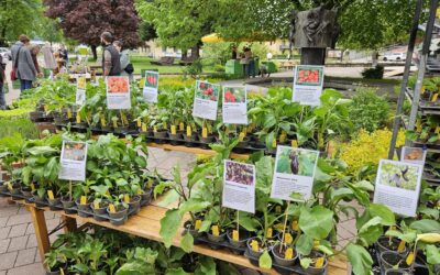 Erster Jungpflanzenmarkt, regionale Kreislaufwirtschaft für ein nachhaltiges und lebenswertes Osttirol