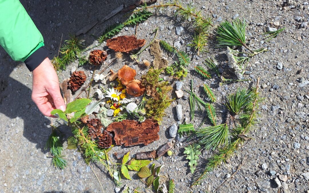 Waldpädagogik hautnah: Ein Tag im Nationalpark